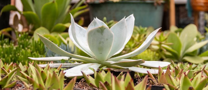 Variety of cactus plants, succulents arranged harmoniously