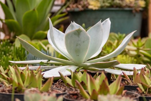 Variety of cactus plants, succulents arranged harmoniously