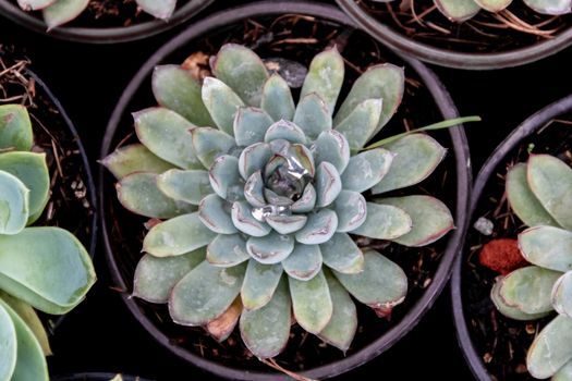 detail of cacti plant, succulents, variety of species. urban gardening