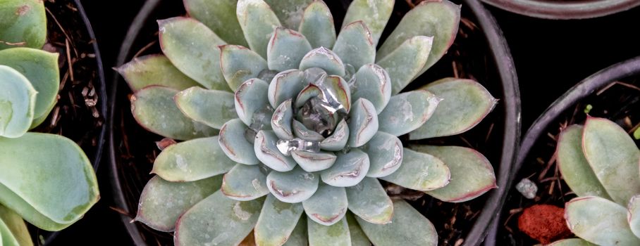 detail of cacti plant, succulents, variety of species. urban gardening