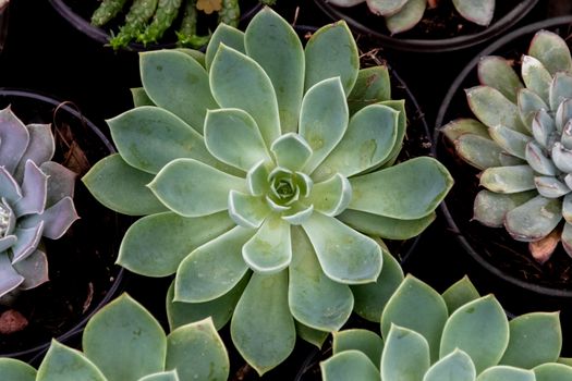 detail of cacti plant, succulents, variety of species. urban gardening