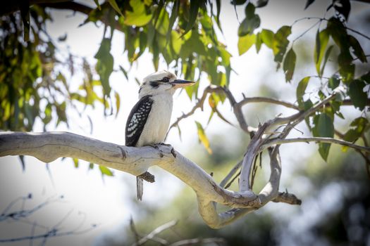 A Kookaburra bird sitting on a branch in a tree in the sunshine in regional Australia