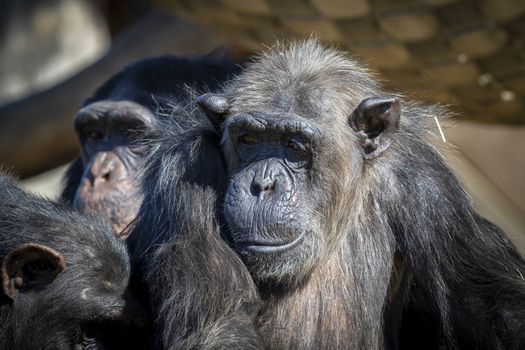 An old Chimpanzee resting in the sunshine while looking into the distance