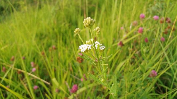 White wild flower growing in nature in the grass