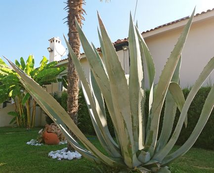 Agava succulent plant growing so big and beautiful in Greece