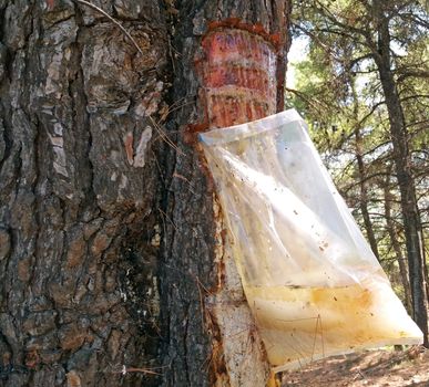 The bag hung by a pine to extract the juice