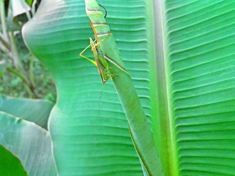 A grasshopper lives on a banana leaf close up