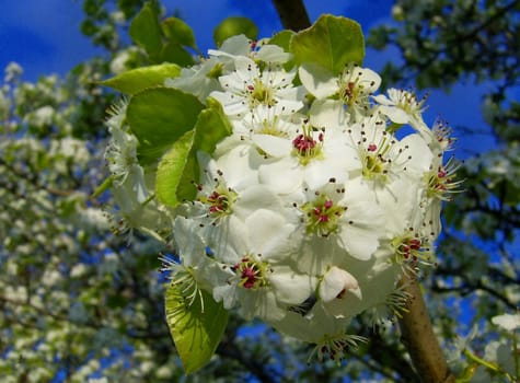 Very beautiful white flowers in bloom.