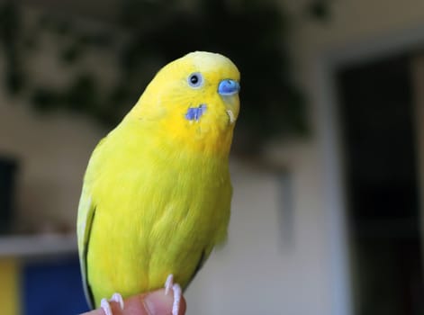 A beautiful yellow parrot stays on hand close up