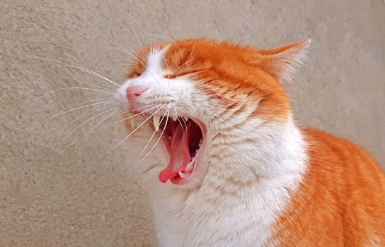 Yawning cat close up, orange and white cat