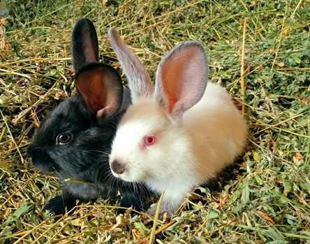 Cute white and black bunnies waiting for his mom