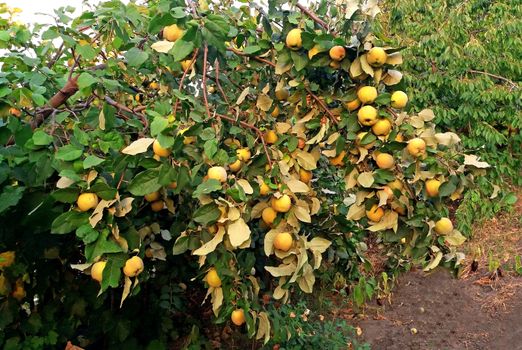 Quince tree full of sweet fruits, it leans to the ground from the weight of the fruits