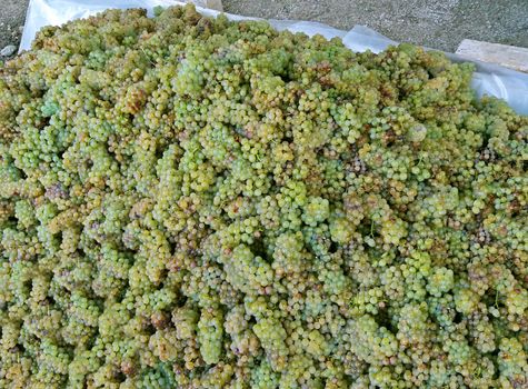 Sun ripened white wine grapes