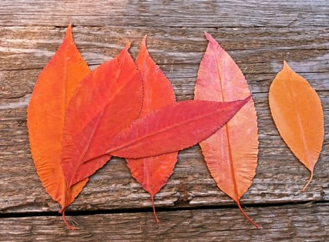 Red and Yellow autumn leaves on a wooden background.