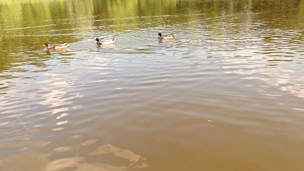 Three beautiful ducks swimming in lake. Copy spce photo.