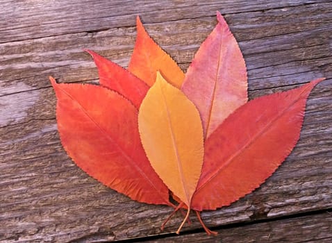 Red and Yellow autumn leaves on a wooden background.