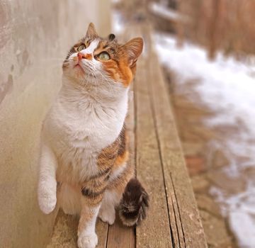 Cute funny cat is playing and looks up. Background blurred