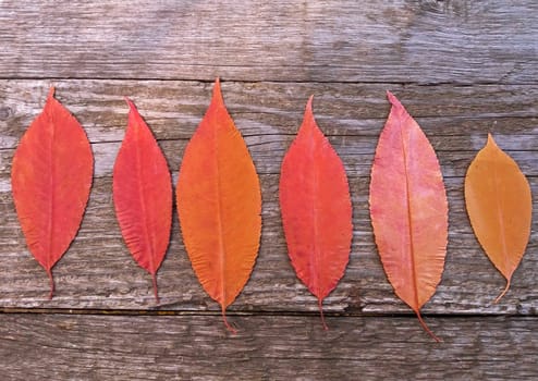 Red and Yellow autumn leaves on a wooden background.