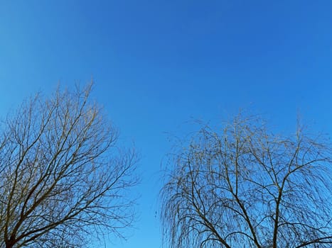 Willow tree branches and blue sky background.