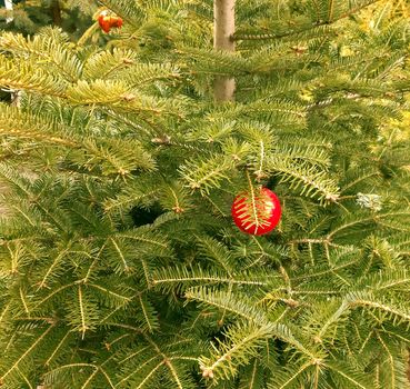 Green christmas tree on sale with some decorations.