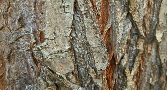 Bark of willow tree texture close up.