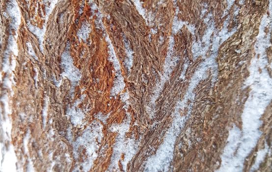 Bark tree texture mixed with snow close up.