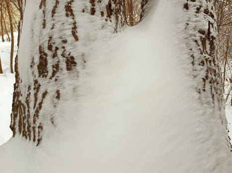 The thick stem of the tree and snow around.