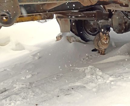 A cat is shy of snow, is hiding under a truck.