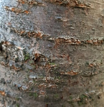 cherry tree bark texture close uop background.
