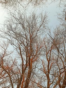 Trees, branches on clear sky in winter.