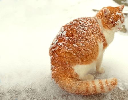 The poor cat snows a lot over it.