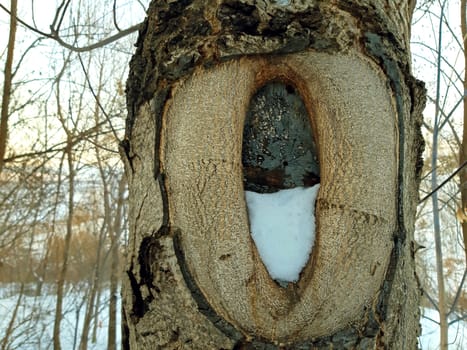 Hollow in a walnut tree stem close up.