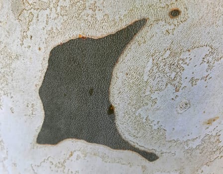Maple tree bark background texture close up.