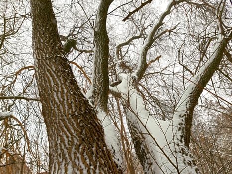 White snowy sky, and a tree in winter.