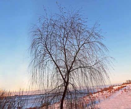 Young willow tree in winter and blue sky at sunset landscape.