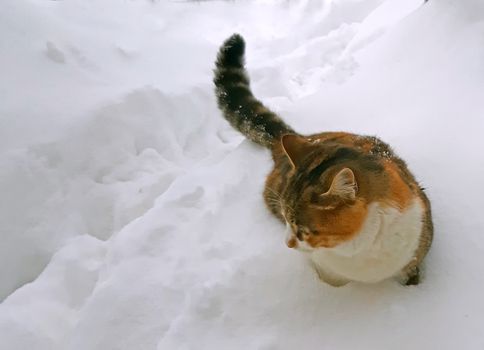 A cute cat is in deep snow.