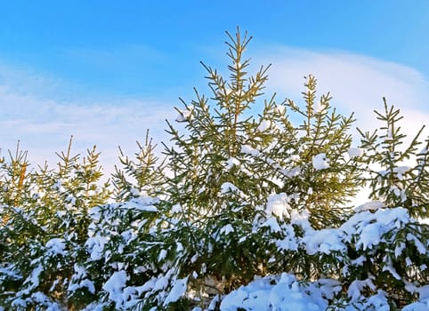 Fir trees in blue sky and with snow.