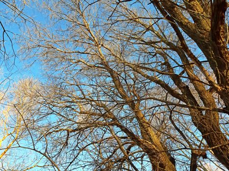 Trees without leaves in winter on the clear sky.
