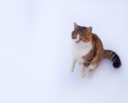 A beautiful cat on a white background is waiting for the food.