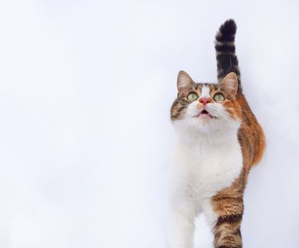 An adorable cat meows and wait for food.