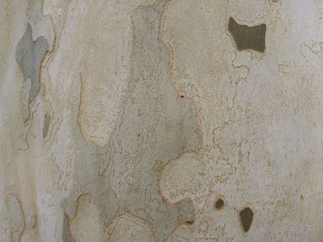 Tree bark texture close up, maple tree bark.