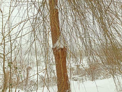 Willow tree in winter, snow around it.