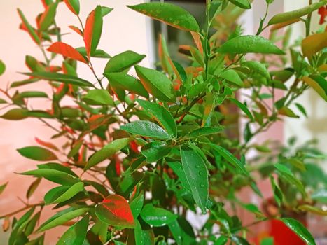 Grow light on the Tangerine tree indoor.