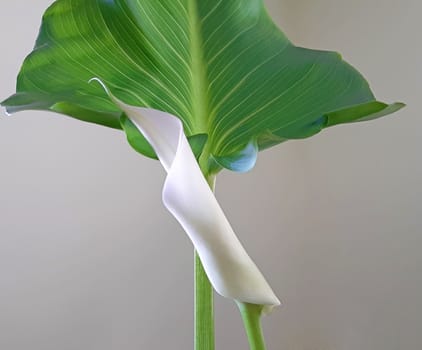 Indoor Calla is just beginning to bloom in white.