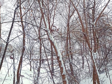 A few trees and a lot of snow.