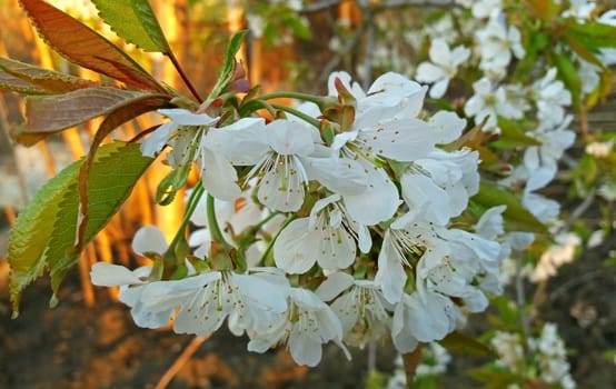 Beautiful cherry tree blossom in spring time.