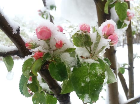 Snow over apple tree flowers close up.
