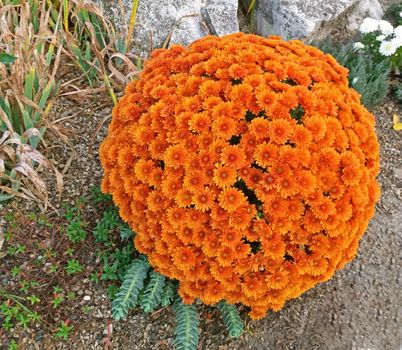 A large bouquet of chrysanthemums blooming in the garden.