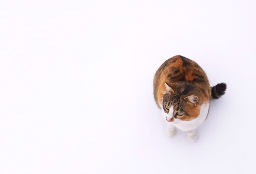 A beautiful cat on a white background.