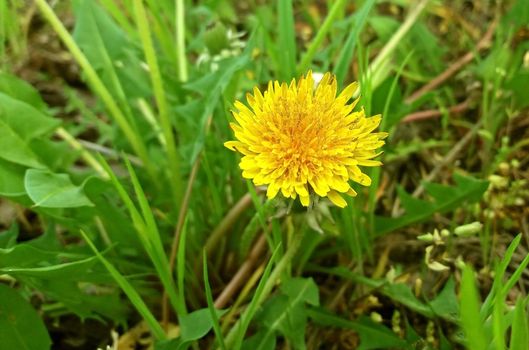 Yellow dandelion blooming in spring so beautiful.